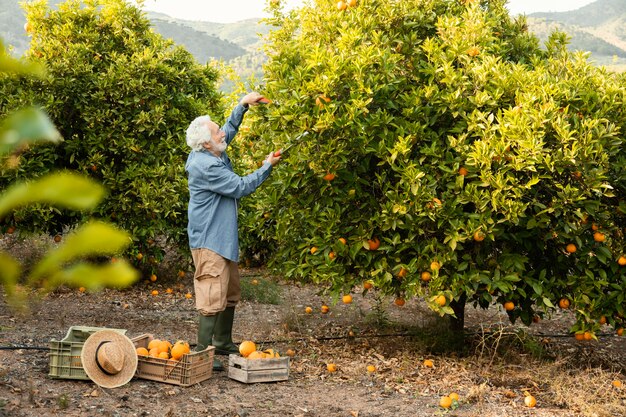 オレンジの木を収穫する年配の男性