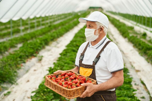 Senior man holding wicker basket with ripe red strawberry