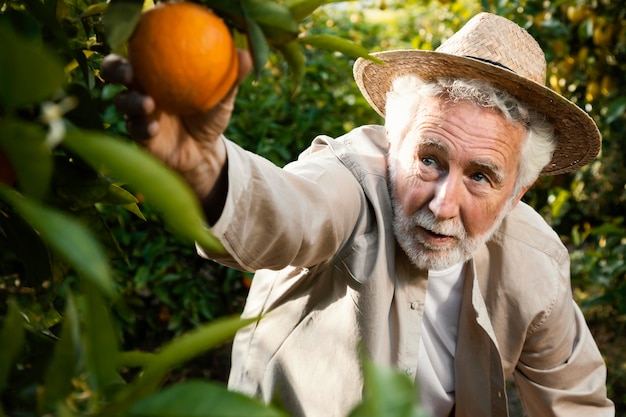 オレンジの木のプランテーションの年配の男性