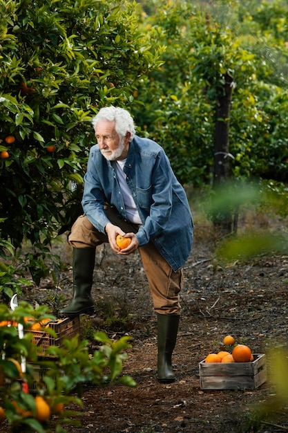 Senior man standing next to his orange trees