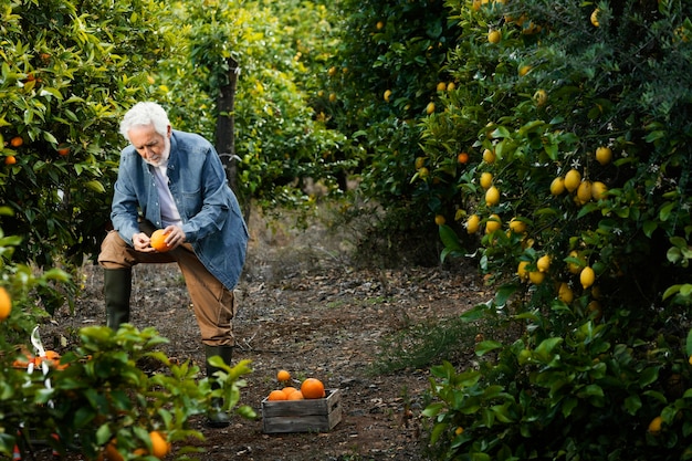 Старший мужчина стоит рядом со своими апельсиновыми деревьями