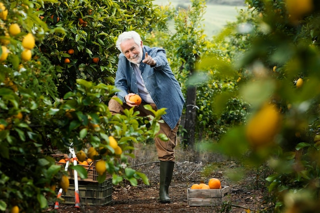 Старший мужчина стоит рядом со своими апельсиновыми деревьями