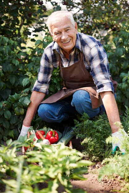 Senior man working in the field with a chest of vegetables