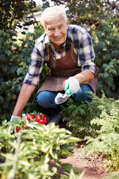 Senior man working in the field with a chest of vegetables