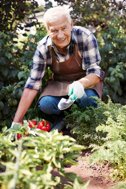 Senior man working in the field with a chest of vegetables