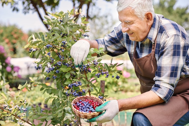 Старший мужчина, работающий в области с фруктами