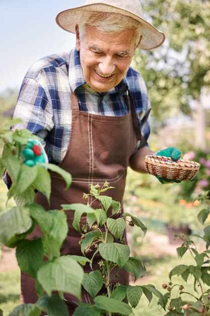 Senior man working in the field with fruits