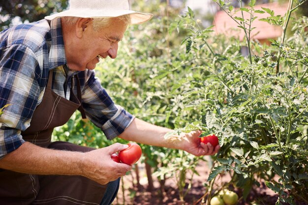 Старший мужчина, работающий в поле с овощами