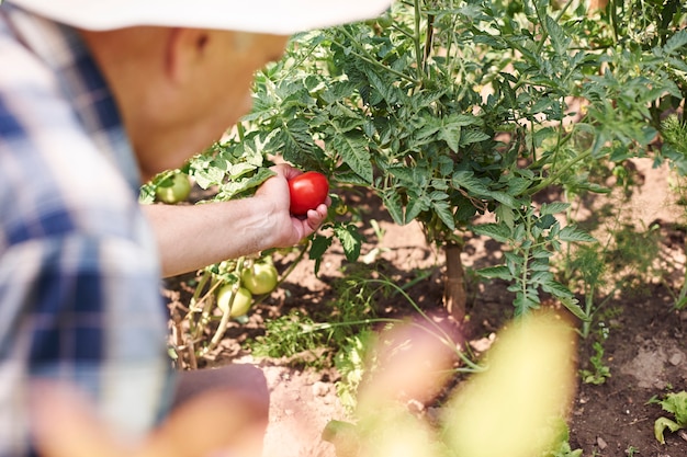 Free photo senior man working in the field with vegetables