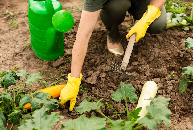 senior woman caring the crops