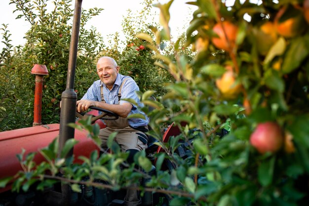 Старший рабочий за рулем своего старого трактора в ретро-стиле через яблоневый сад