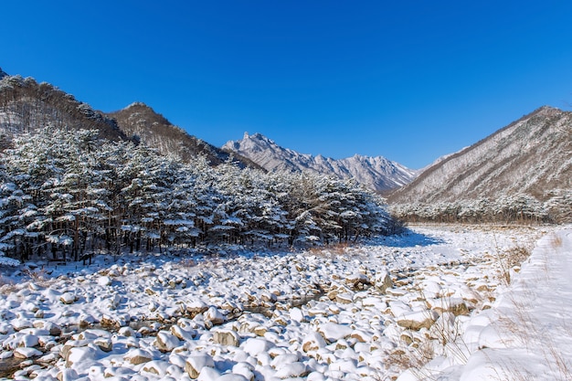 설악산 산은 겨울에 눈으로 덮여있다.