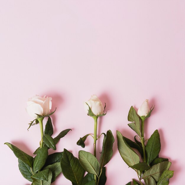 Sequences of blooming white roses on pink background