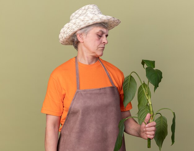 Serious elderly female gardener wearing gardening hat holding and looking at plant branch