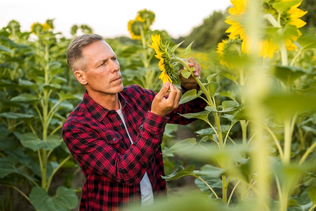 Serious man looking at a sunflower