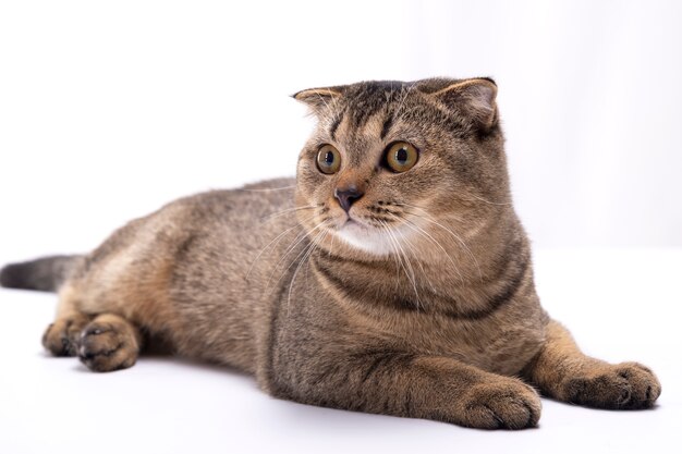 スコティッシュフォールドの子猫がアパートのカーペットの上に座っています プレミアム写真