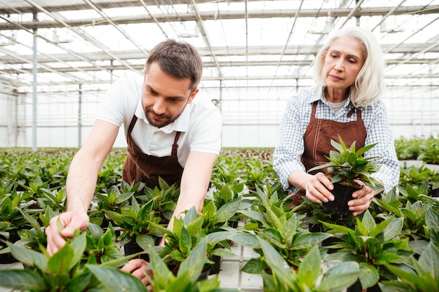 Serious workers in garden looking and touching plants