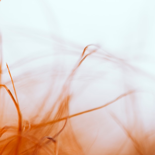 Set of abstract orange fibers