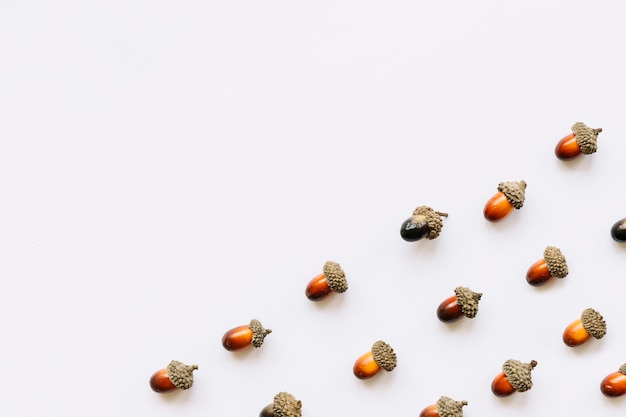 Free photo set of acorns on white surface