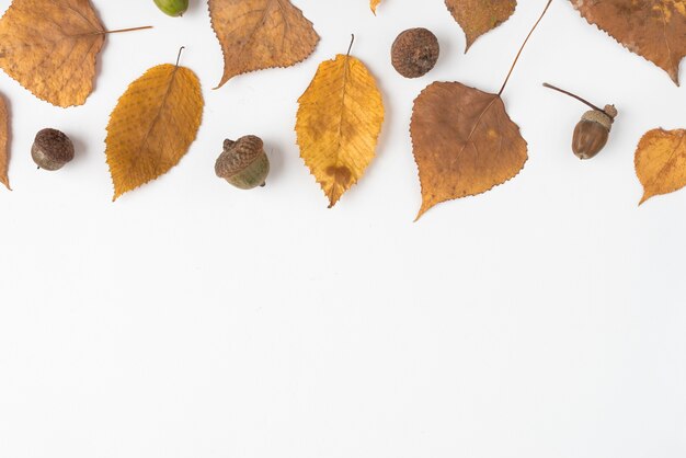 Set of acorns and withered autumn leaves