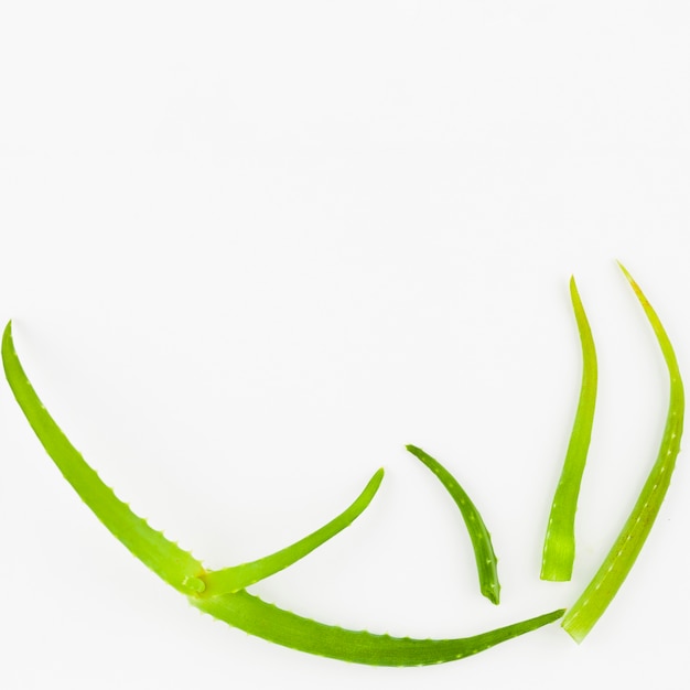 Set of curved aloe leaves