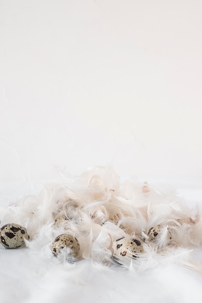 Set of Easter quail eggs between heap of feathers