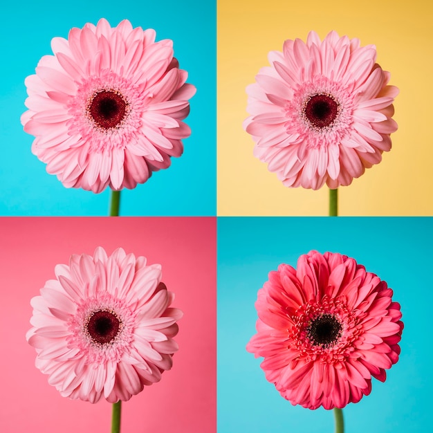 Foto gratuita set di immagini di fiori