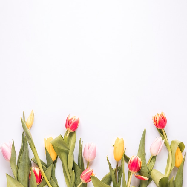 Set of fresh bright tulips with green leaves