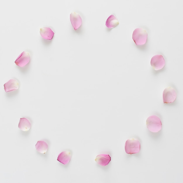 Free photo set of fresh rose petals in form of circle