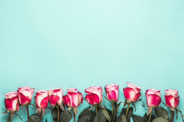 Set of fresh roses with green leaves