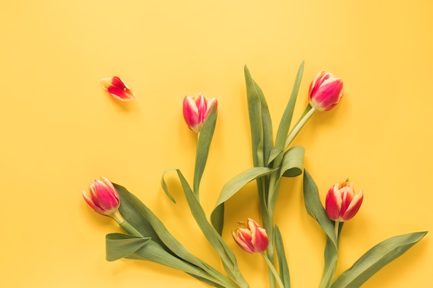 Set of fresh tulips with green leaves