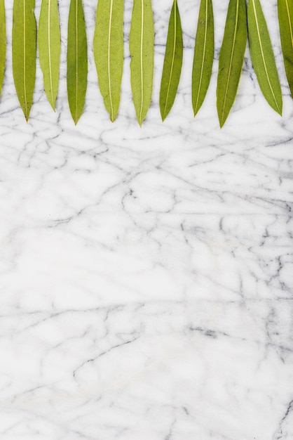 Free photo set of leaves on marble surface