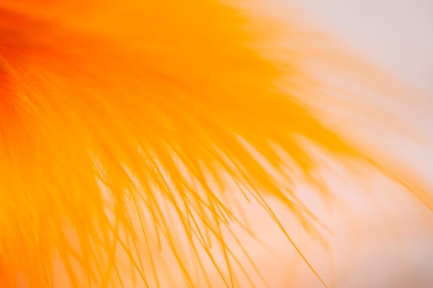 多くの抽象的なオレンジ色の繊維のセット