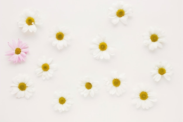 Set of many daisy flower buds