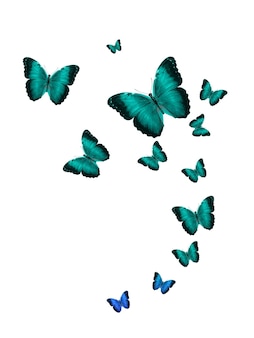 Набор цветных тропических бабочек, выделенных на белом фоне