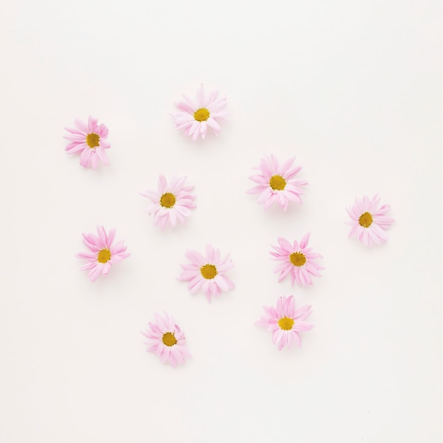 Set of pink daisy flower buds