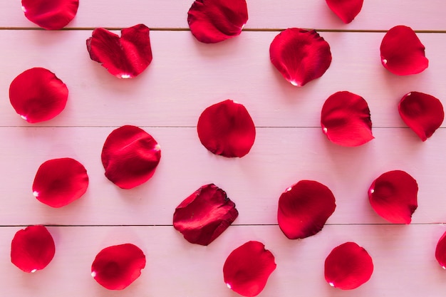 Set of red flower petals 