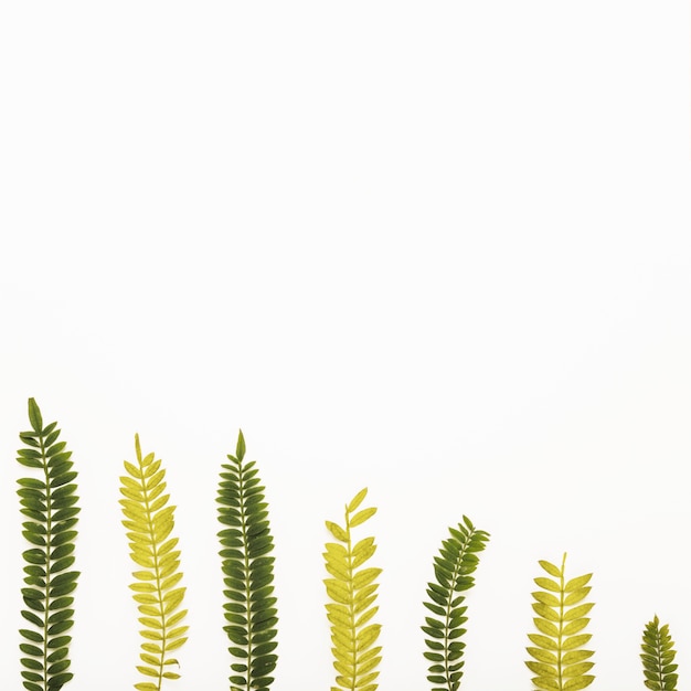 Free photo set of various fern twigs