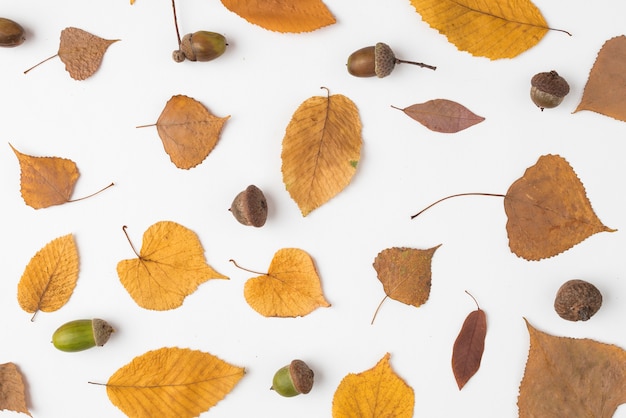 Set of yellow fallen leaves and acorns 