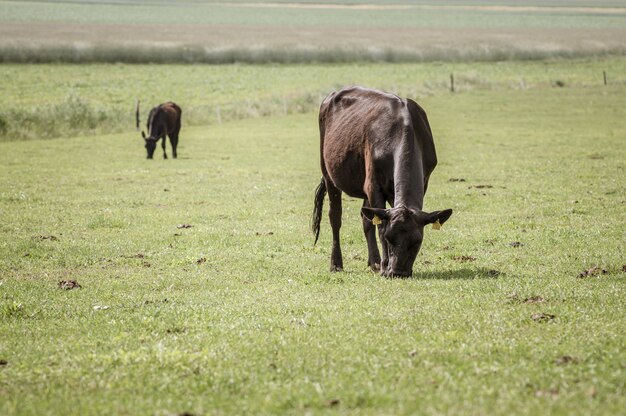 Несколько черных коров пасутся на большом луге утром