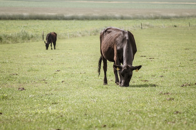 朝、広い草原で放牧している数頭の黒い牛