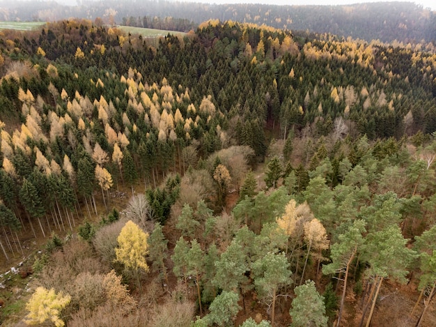 several trees of multiple shades growing on a mountain