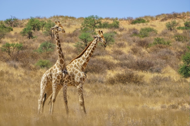 Shadow-fighting giraffes in a bushy land at daytime