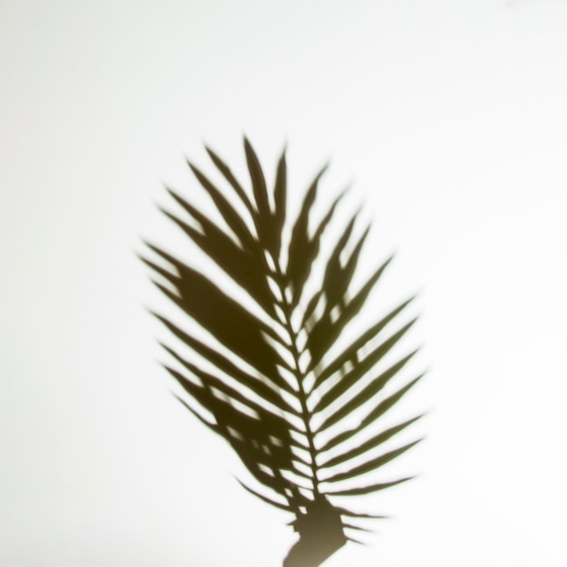 Тень руки держат пальмовый лист на белом фоне