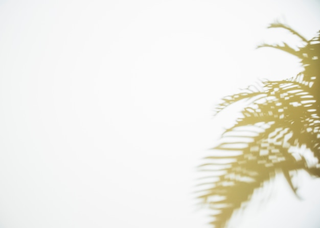 Shadow of leaves on white backdrop