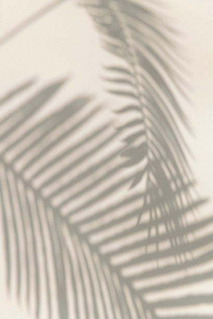 Shadow of palm leaves design element