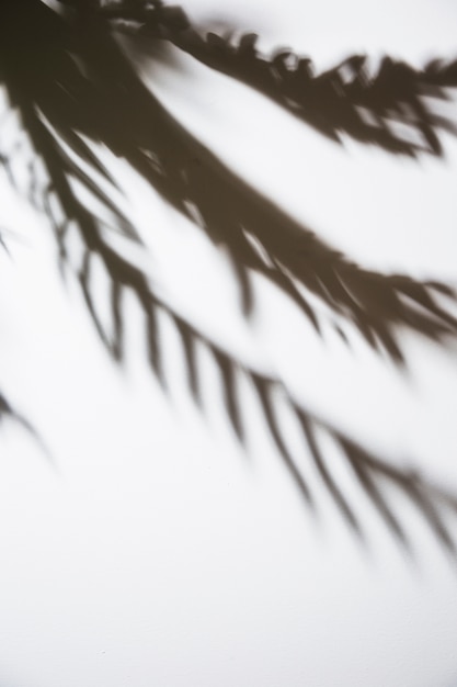 Shadow of palm leaves isolated on white backdrop