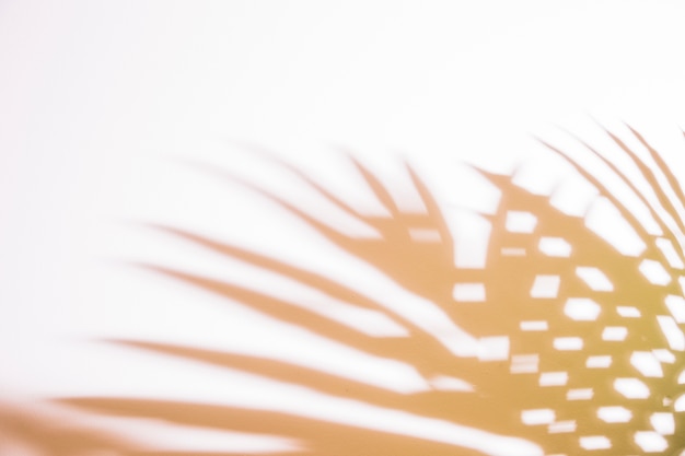 Shadow of palm leaves on white backdrop