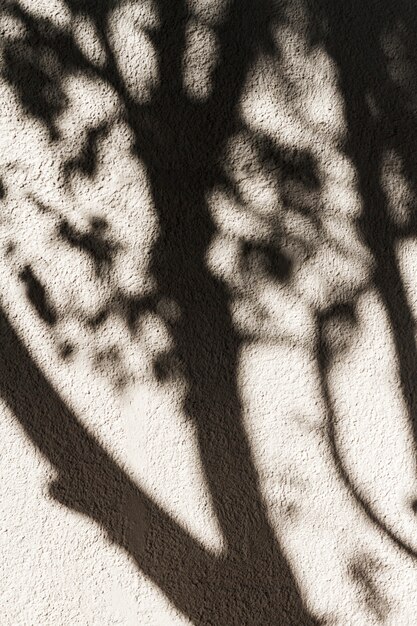 Shadow of a tree on the wall