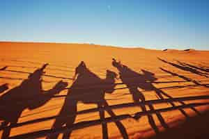 Free photo shadows of camels in sahara desert merzouga